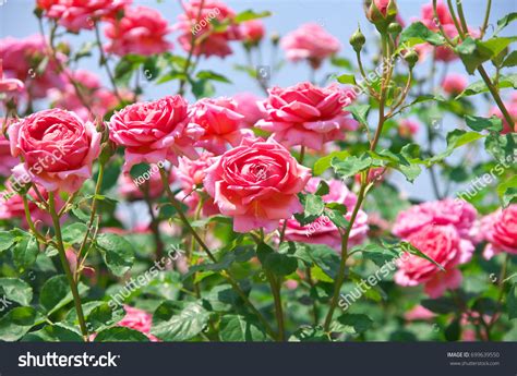 40,721 Rose Garden Japan Images, Stock Photos & Vectors | Shutterstock