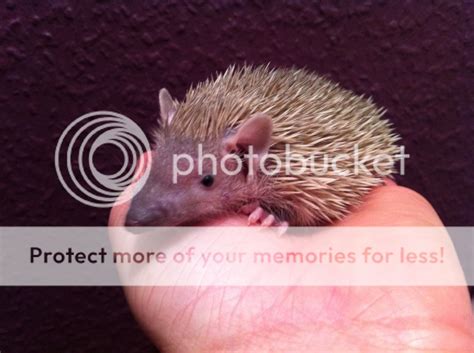 Baby Lesser Tenrec For Sale | Reptile Forums