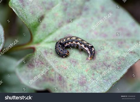 This Larva Oriental Leafworm Moth-spodoptera Litura- Stock Photo 539466628 | Shutterstock