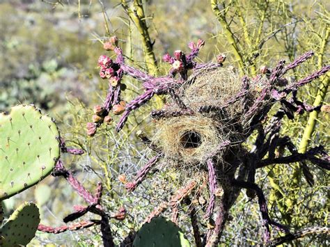 Cactus Wren Nesting (Behavior, Eggs + Location) | Birdfact