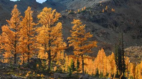 Siberian Larch - Forestry.com