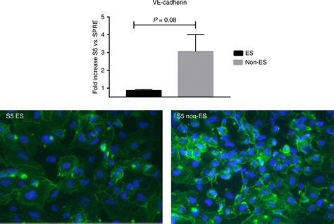 VE-cadherin expression Fold increase of VE-cadherin expression on... | Download Scientific Diagram