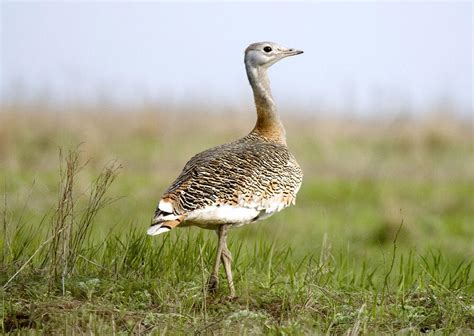 Solving the Riddle of One of the World’s Heaviest Flying Birds | Audubon