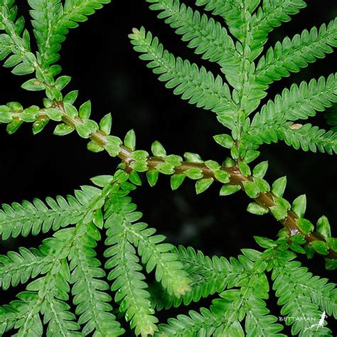 Spikemosses (Genus Selaginella) · iNaturalist.org