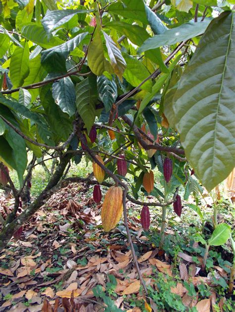 cacao tree | Tropical fruits, Plant leaves, Cacao