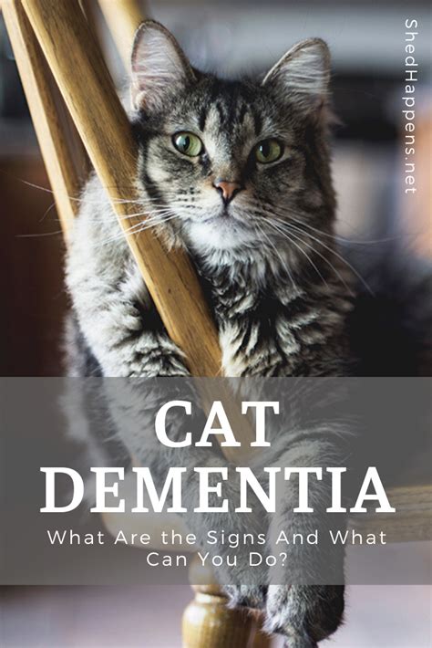 Cat dementia what are the signs and what can you do – Artofit