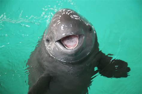 Zoo News Digest: Yangtze Finless Porpoises to be Captured