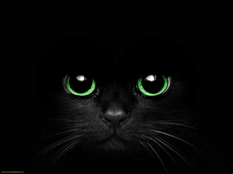 BLack Cat with Green Eyes by Cometsong on DeviantArt | Cute black kitten, Cat greens, Cute black ...