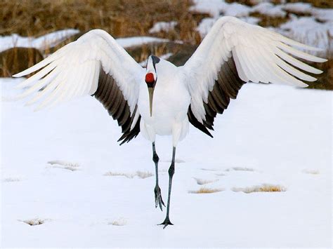 papel pintado de la grúa,pájaro,grua,grulla ferina,cigüeña,grulla canadiense (#514313 ...