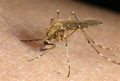 Fight Back Against Disease-Carrying Mosquitoes