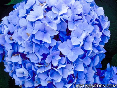 Hydrangea Color Change: The Cause & What To Do (2024 Guide)