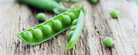 Sugar Snap Peas 101: How To Plant, Grow, & Harvest