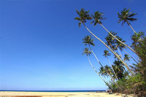 Coconut Tree on the Beach during Daytime · Free Stock Photo