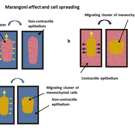 (PDF) Marangoni effect and cell spreading