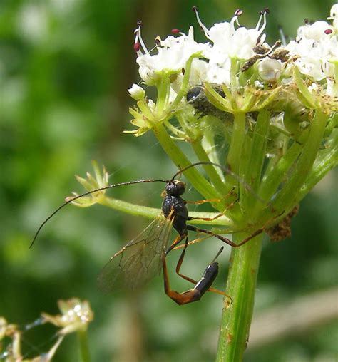 Ichneumon Wasp - Life and Opinions - Life and Opinions