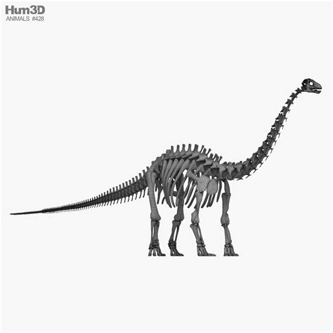 Brontosaurus Skeleton 3D model - Download Dinosaur on 3DModels.org