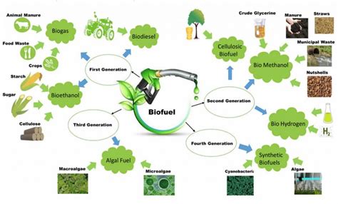 What are the Different Types of Biomass? - Green Coast