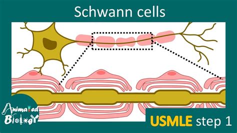 Schwann cells | Myelination | Schwann cells vs Oligodendrocytes | USMLE step 1 | Neurology - YouTube