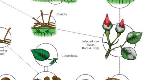 Root-Knot Nematode Life Cycle