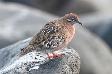 Galapagos Birding Tours - Wildlife - Birdwatching Tours - Birdquest