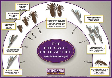 Head Lice Life Cycle