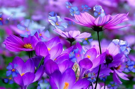 Flowers background, pretty, purple, background, flowers, garden, bonito, blue, HD wallpaper | Peakpx