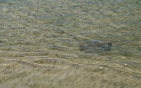 Visit Kingfisher Bay on Fraser IslandK'gari