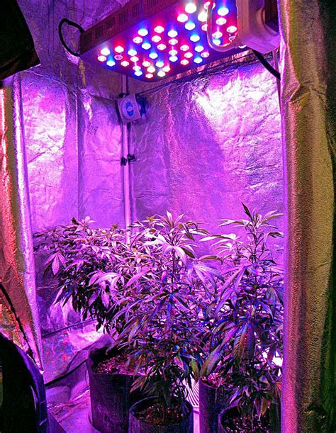 Best Led Light For 4×4 Grow Tent 2024 - Davita Lavinia