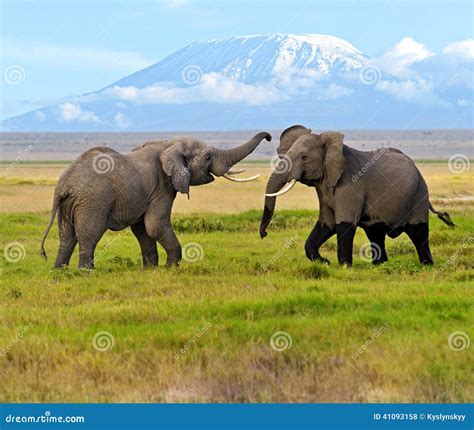 Kilimanjaro elephants stock photo. Image of wild, peaks - 41093158