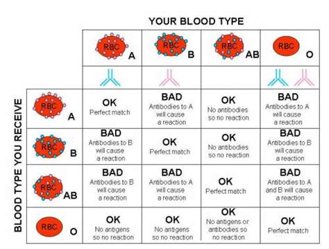 Why Type O Blood Can Donate To Anyone