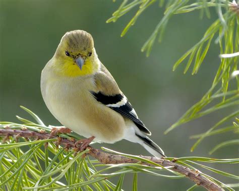 Male American Goldfinch - FeederWatch