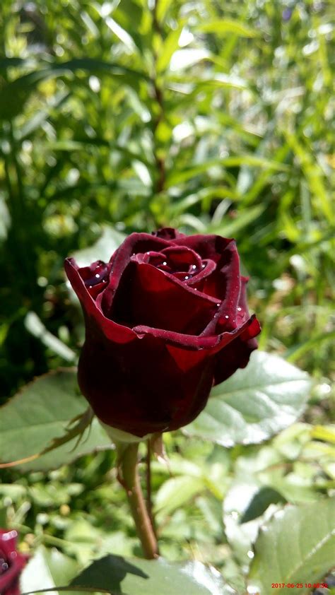 Black Baccara Love Rose, Pretty Flowers, Beautiful Roses, Flower Wallpaper, Growing Plants ...