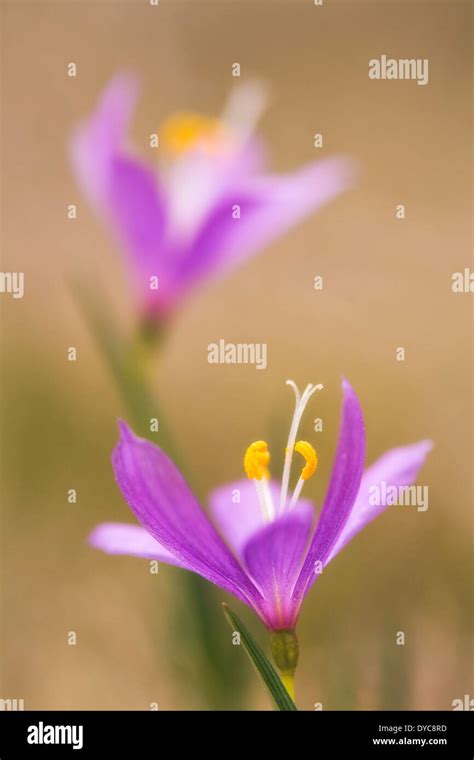 Grass Widow (Sisyrinchium douglaii), in the Columbia River Gorge, WA, USA Stock Photo - Alamy