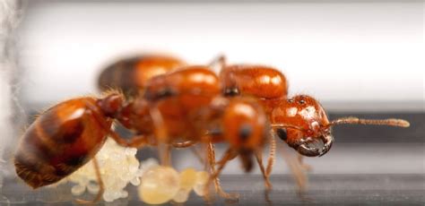 Solenopsis - Fire Ants - Polygyny — The Wild Martin