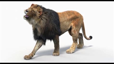 Lion Animated 3d Model Fur | ubicaciondepersonas.cdmx.gob.mx