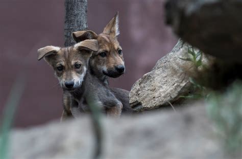 Nacen ocho cachorros de lobo gris mexicano, en peligro de extinción - EFEverde