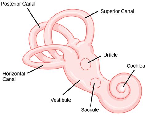 Difference Between Utricle and Saccule | Compare the Difference Between Similar Terms