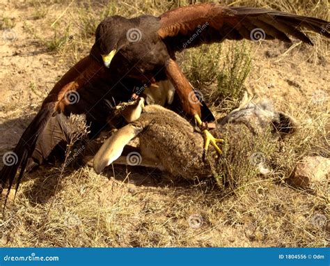 Harris Hawk Fighting Prey Royalty Free Stock Image - Image: 1804556