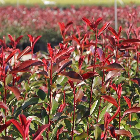 Red Tip Photinia Shrub — Green Acres Nursery & Supply