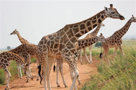 Murchison Falls National Park safari: game drive, bird tours