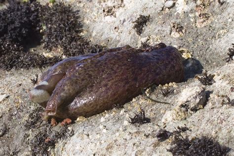 Sea Hares Invade East Bay Shoreline - San Francisco News