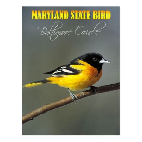 Maryland State Bird - Baltimore Oriole Postcard | Zazzle