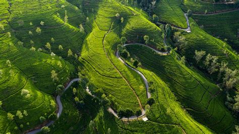 Edinburgh Tea Estate, Nuwara Eliya, Sri Lanka - Bing Gallery