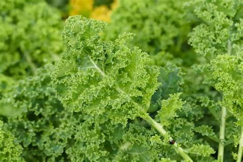 Harvesting Kale (When and How to Harvest Kale)