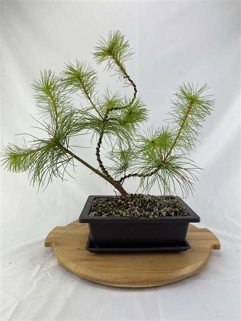 White Pine Bonsai | BonsaiStore.co