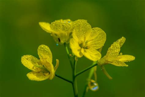 Mustard plant: flowers, varieties, care & uses - Plantura