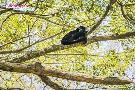 Wildlife - Nicaragua Tourism