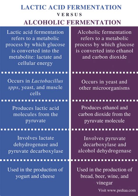 Lactic Acid Fermentation Diagram