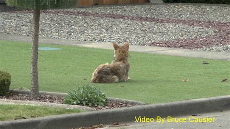 Mangy Coyote Relaxing In My Neighbourhood - YouTube