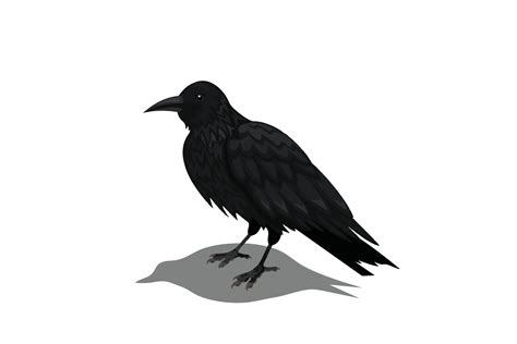 Crow animation poses vector illustration 19011970 Vector Art at Vecteezy